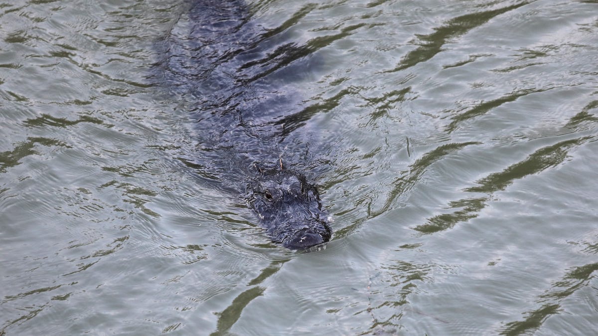 Featured image for Alligator Killed After Found with Missing Texas Woman's Remains