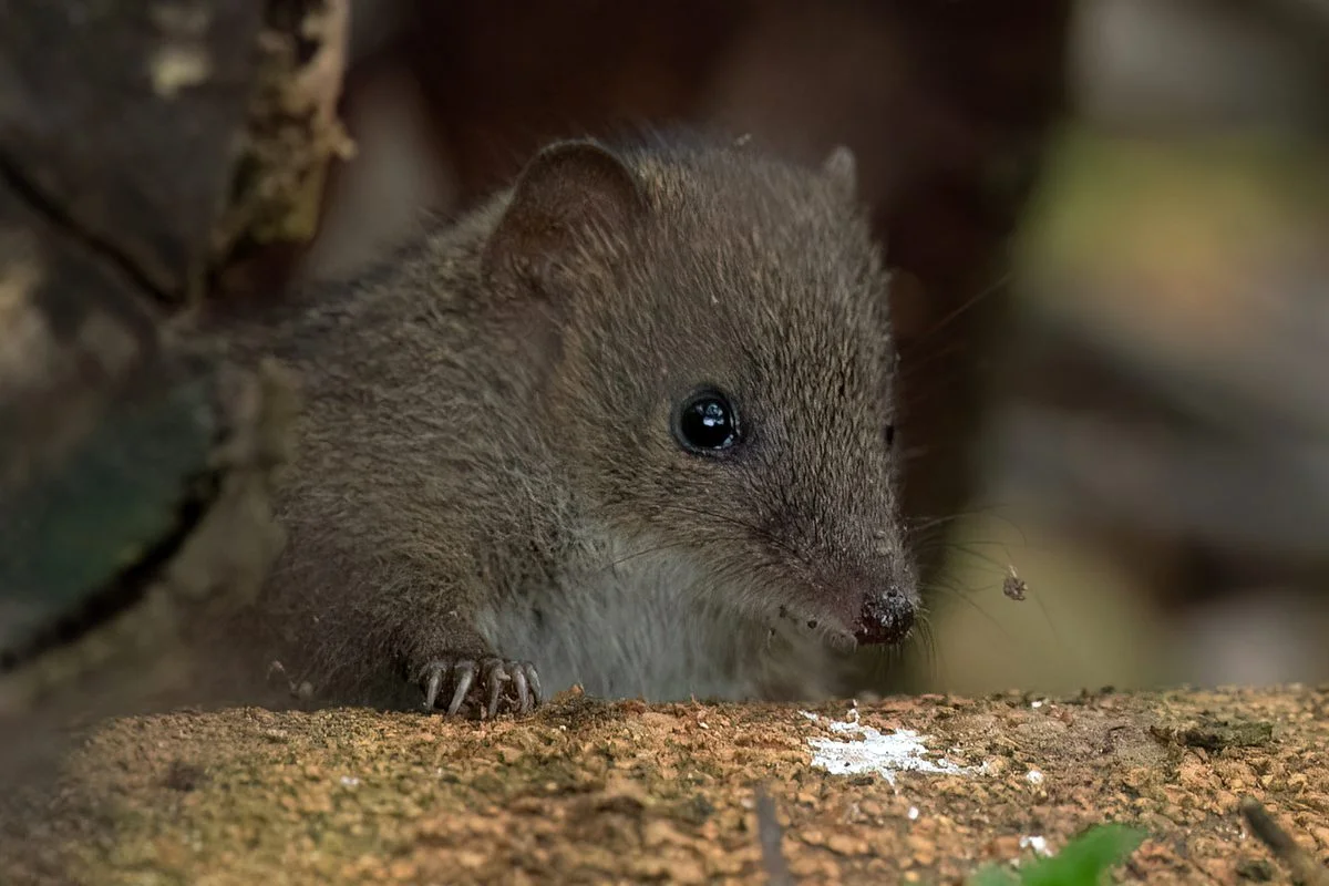 Male Antechinus’ 14-hour mating spree ends in death