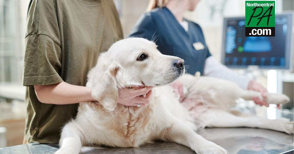 Featured image for Unveiling the Mystery: Identifying and Treating the Mysterious Dog Illness