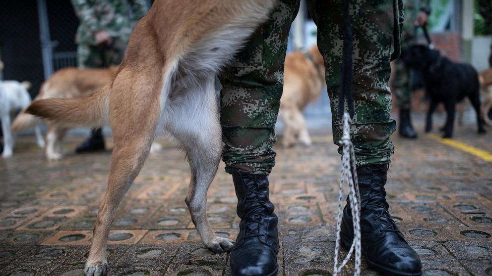 Featured image for Colombian military seeks heroic dog who aided in Amazon jungle rescue.