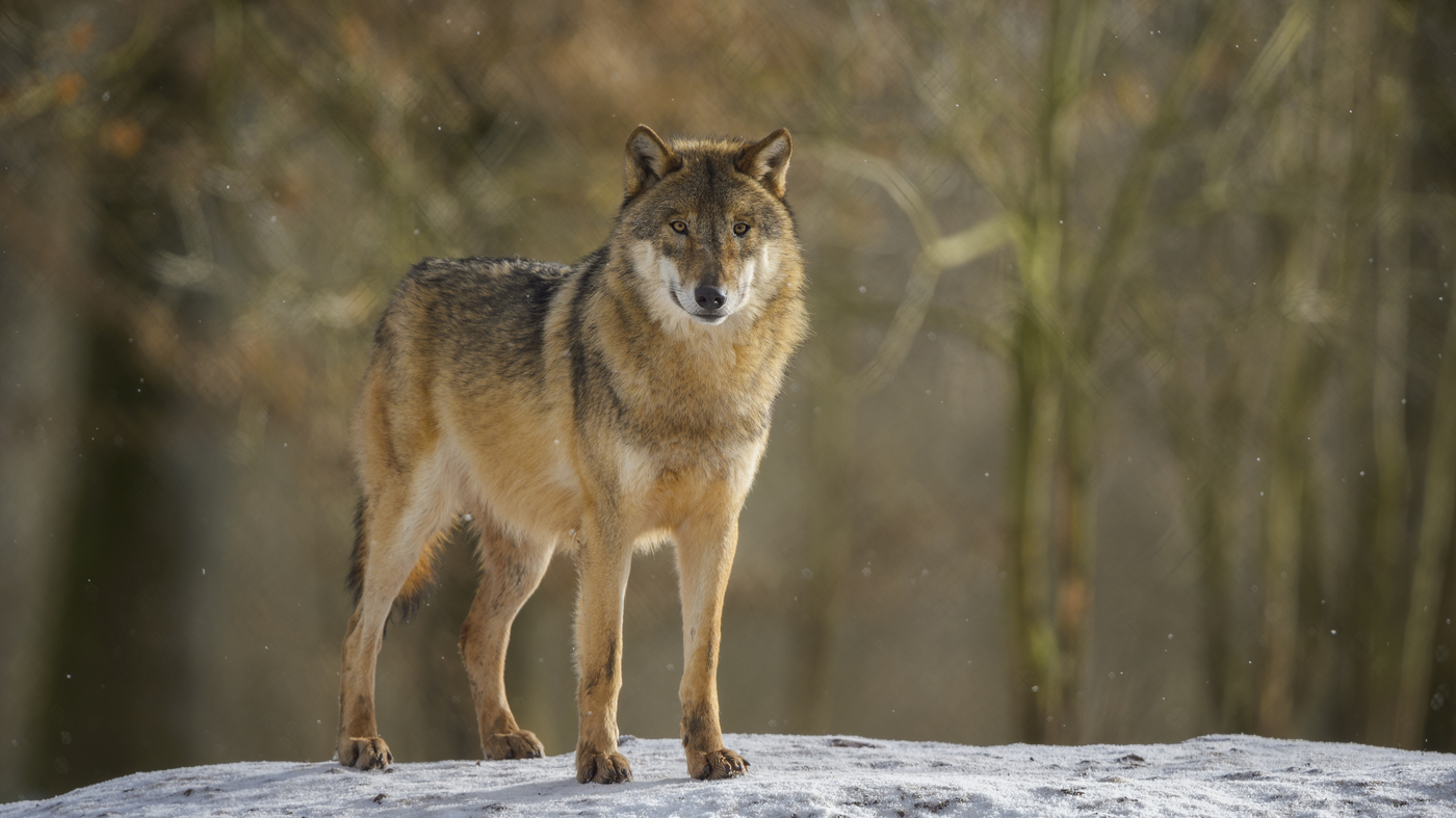 Featured image for "Resistant Gray Wolves: Cancer Findings in Northern Ukraine"