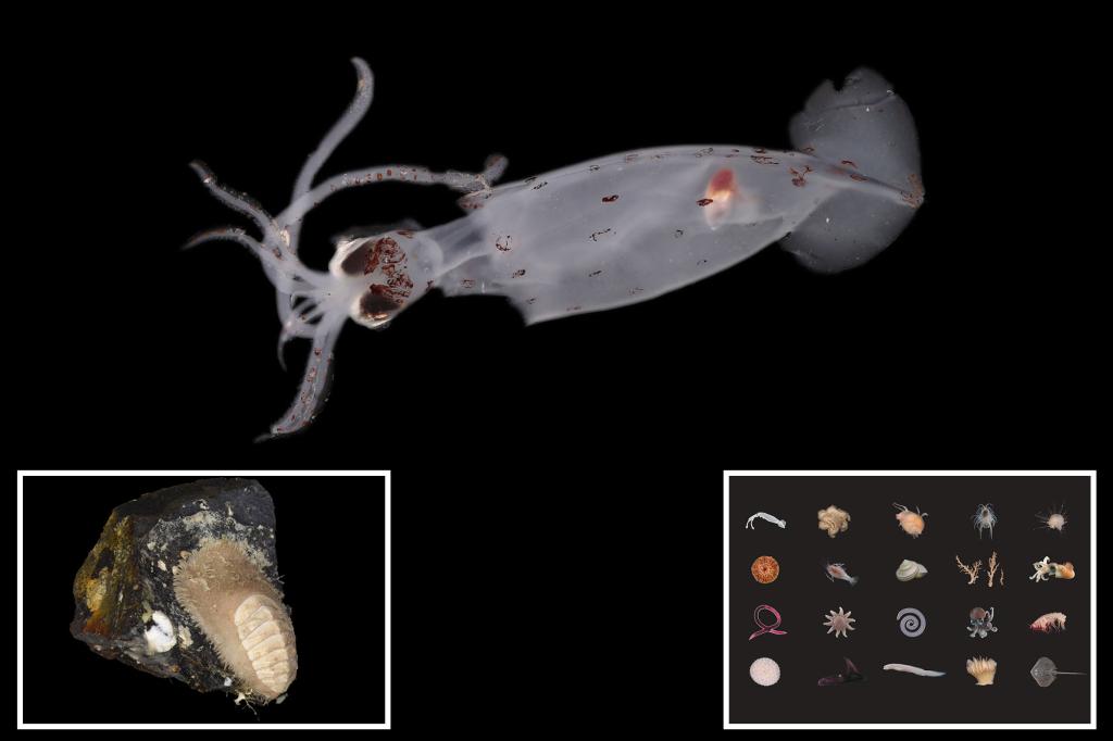 "Exploring the Depths: 100 New Marine Species Uncovered off New Zealand Coast"