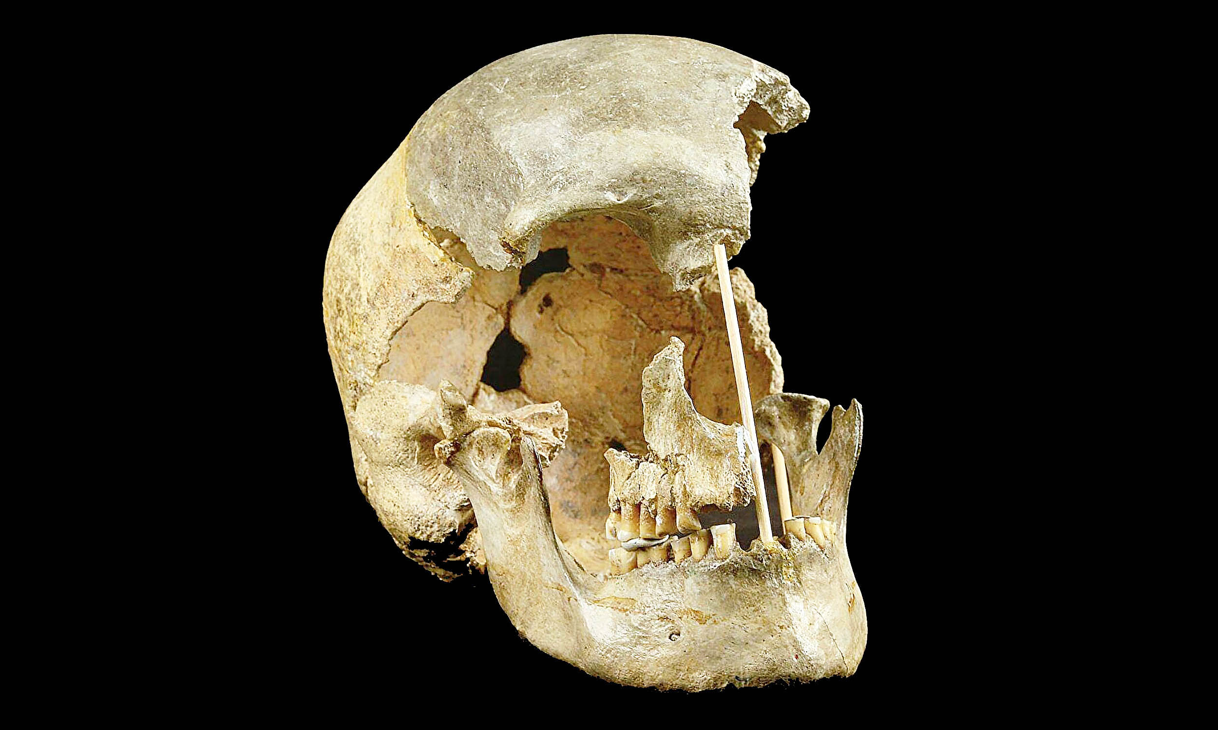 Featured image for Ancient European Human Ancestors Disappear After 80 Generations
