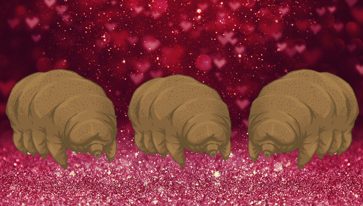 Featured image for Rare Footage Shows Tardigrade Threesome Caught on Camera.