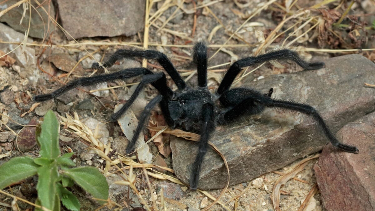 Featured image for New Tarantula Species Evolved Record-Long Genitalia to Survive Mating