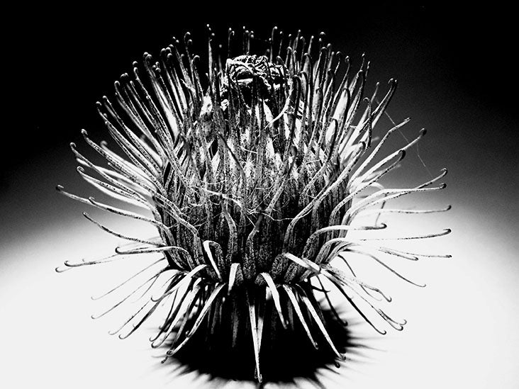 Featured image for Invasive weed shows promise for anti-aging and anti-inflammatory benefits.