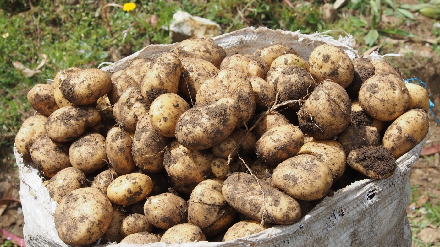 Featured image for Uncovering the 9-Million-Year-Old Tomato Connection to Potato Origins