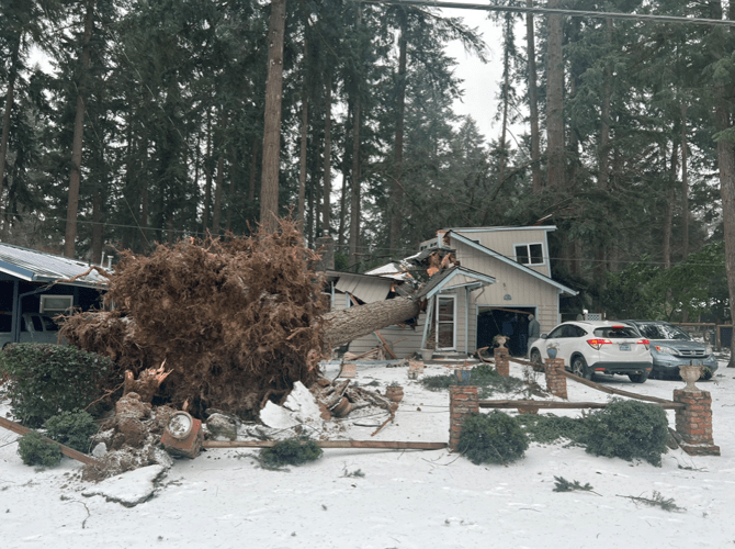 Featured image for "Portland's Storm Aftermath: High Demand for Tree-saving Experts and Contractors"