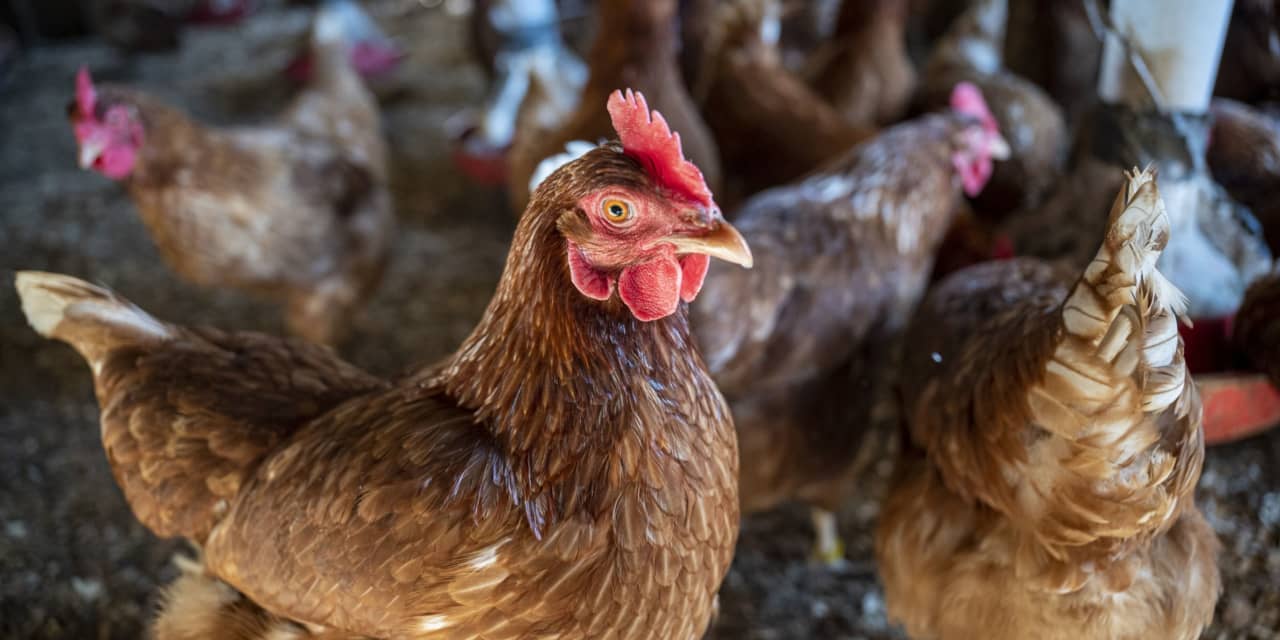 Developing Vaccines to Combat the Threat of Bird Flu.