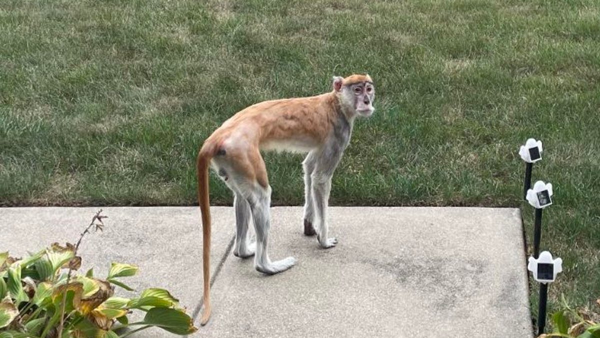 Featured image for "Loose Monkey in Indy Injures Locals, Police Issue Warning"