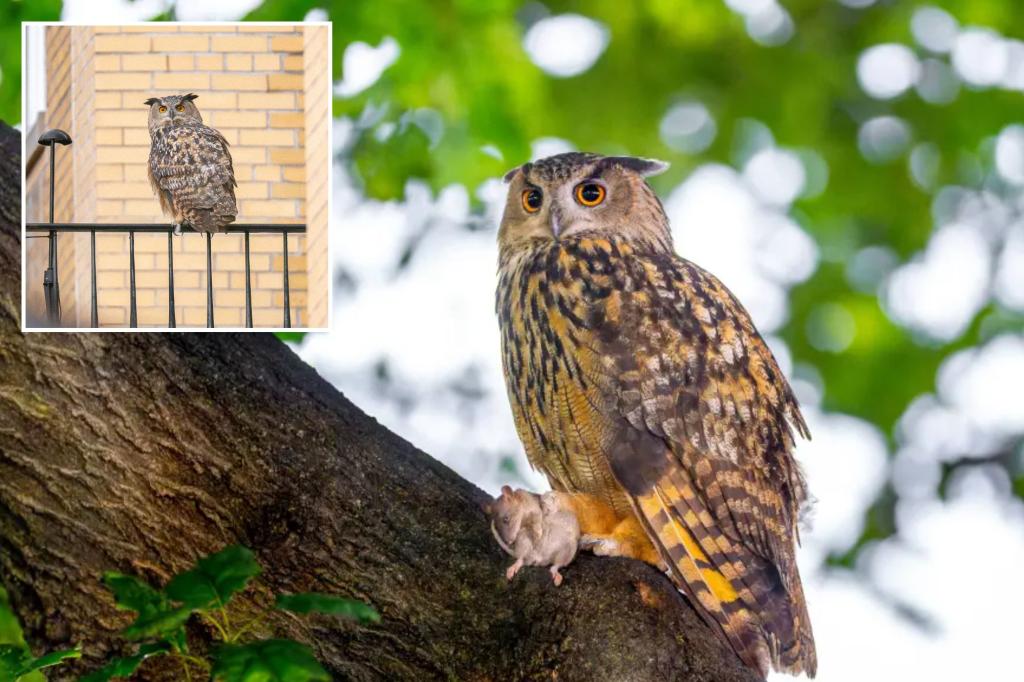 Featured image for "Tragic End for Flaco: New York Mourns Beloved Owl's Fatal Collision"
