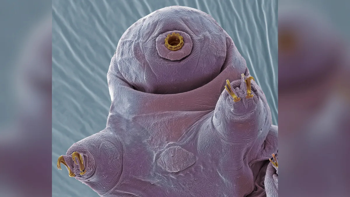 Featured image for Decoding the Mysterious Mating Rituals of Tardigrades