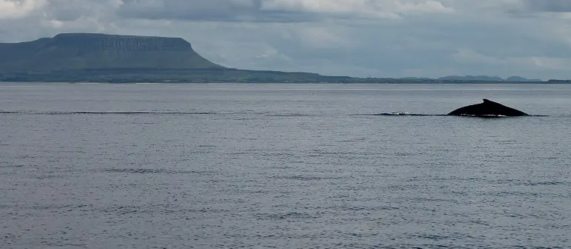 Featured image for Rare sighting of massive creature in Ireland could become more common.