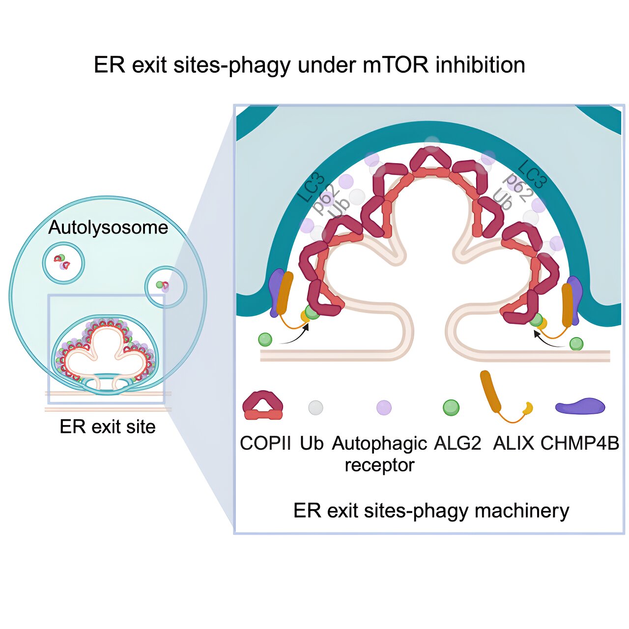 Featured image for "Cell Starvation's Impact on Protein Transport Stations Revealed in New Study"