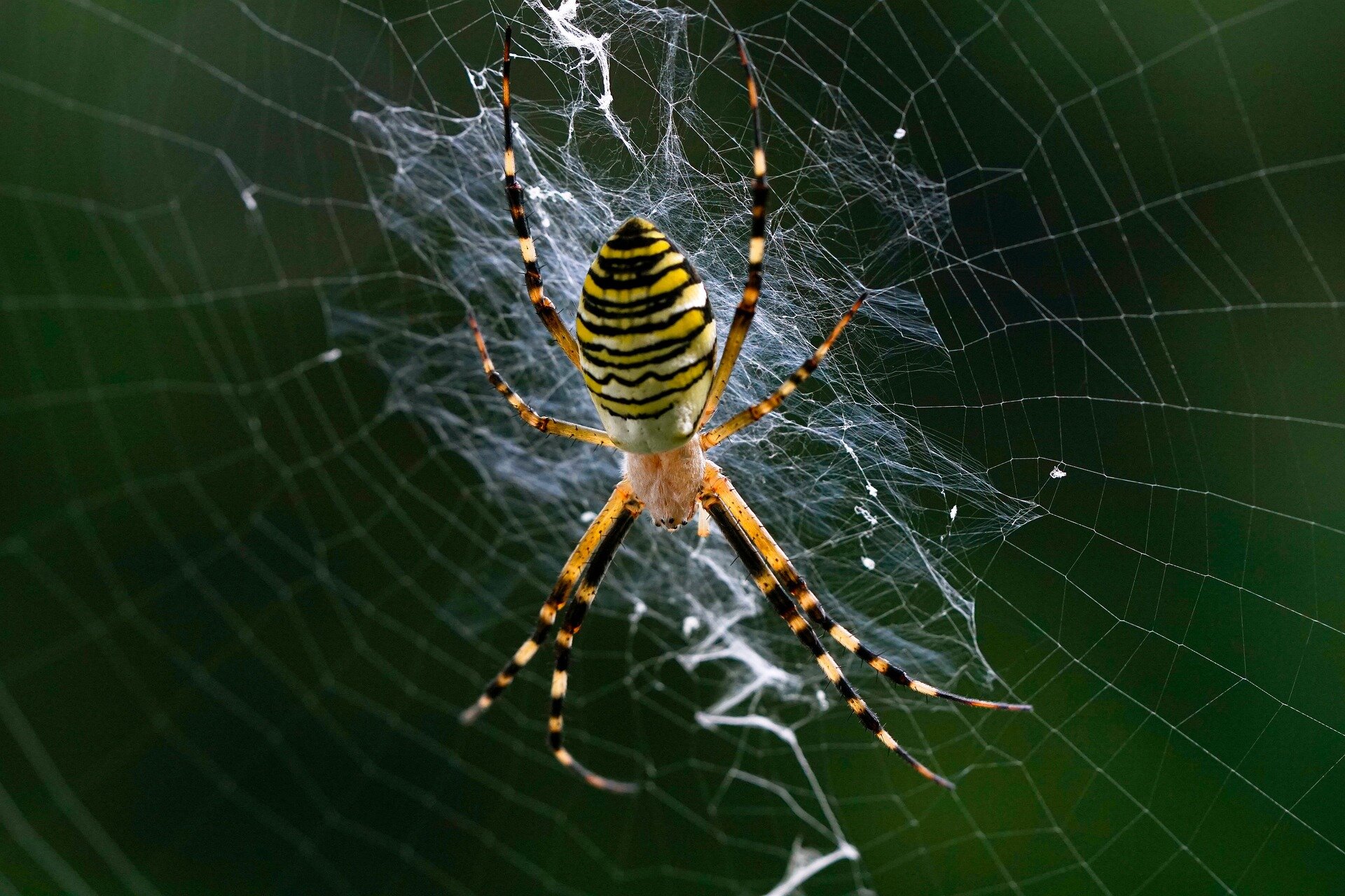 Featured image for Spider Glue Properties Outpace Gene Evolution, Study Shows.