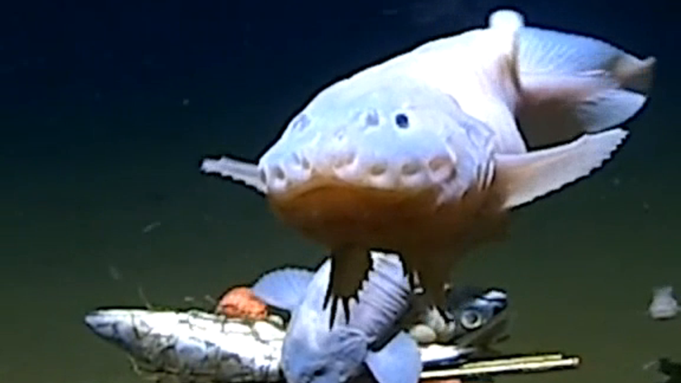 Scientists capture footage of deepest fish on record at 27,000 feet below ocean surface.