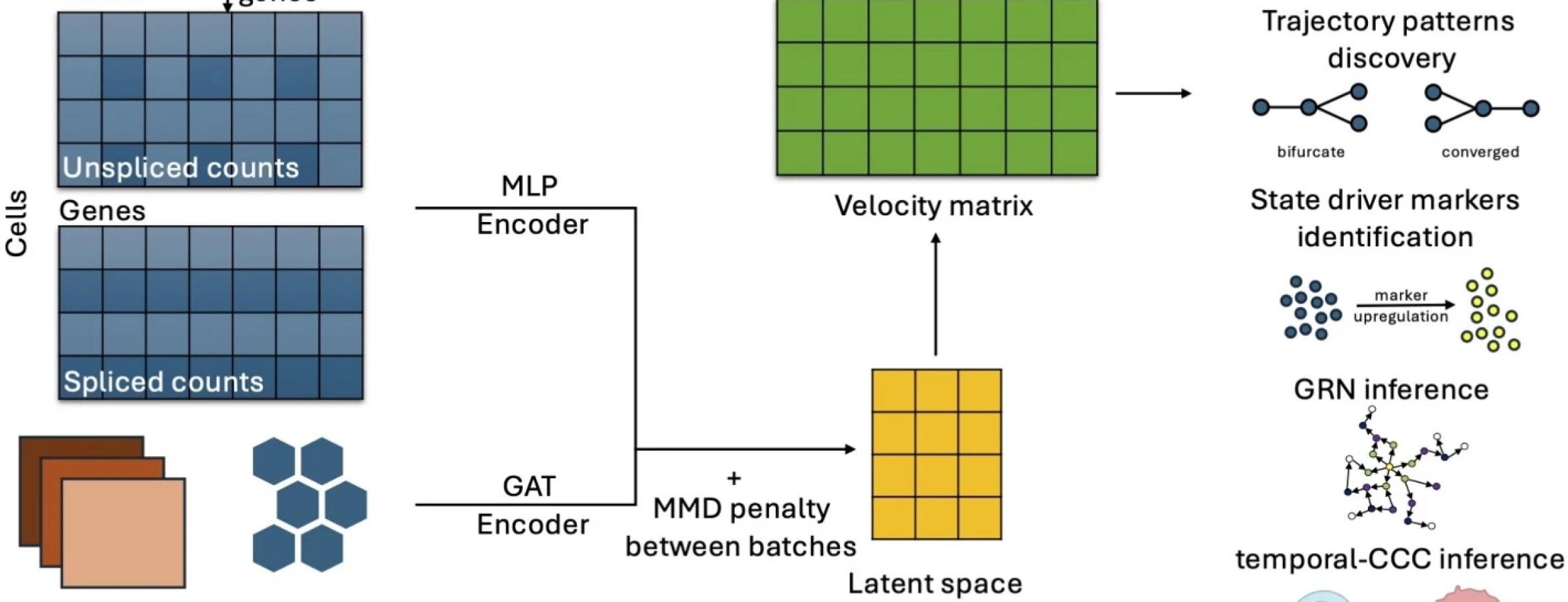Featured image for Innovative Technique Unveils Cell Fate Through Gene Expression Tracking