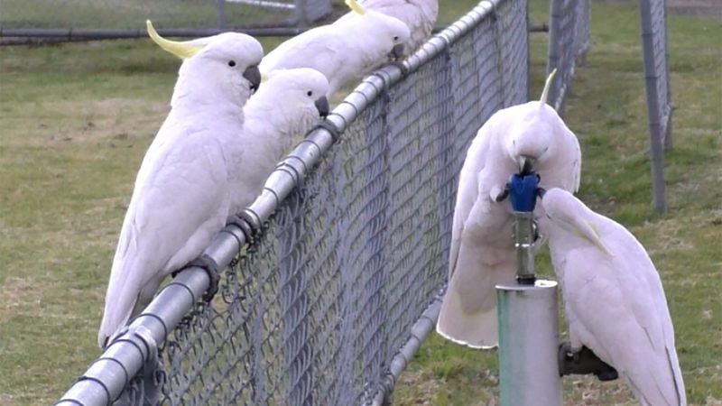Featured image for Clever Cockatoos Master Trash Cans and Water Fountains