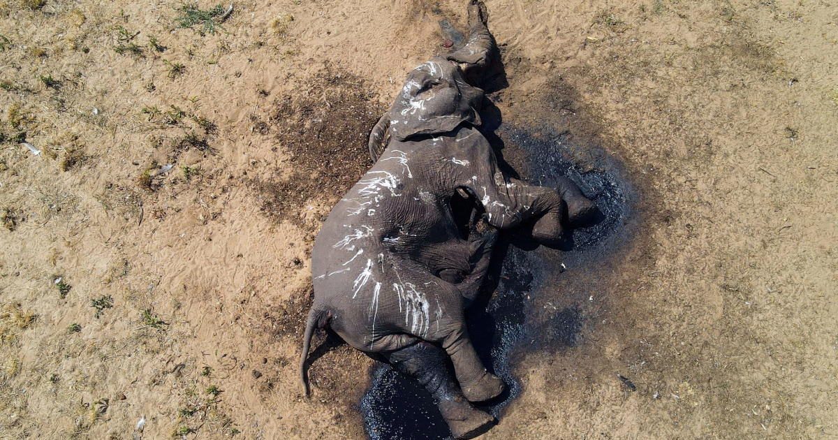 Elephant Deaths in Zimbabwe Park Linked to Drought and Climate Change