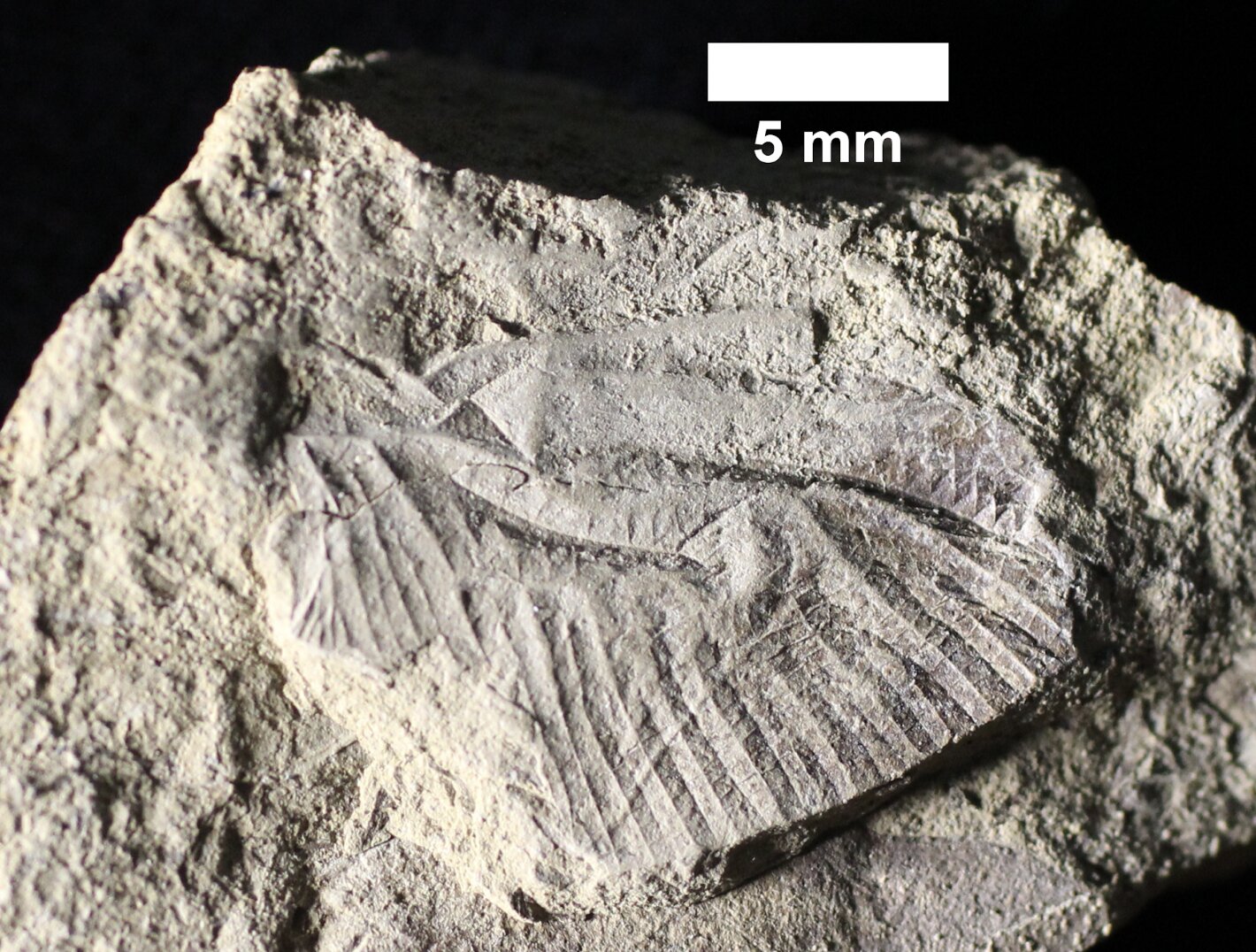 Featured image for Canada's First Dinosaur-Era Dragonfly Fossil Unveiled