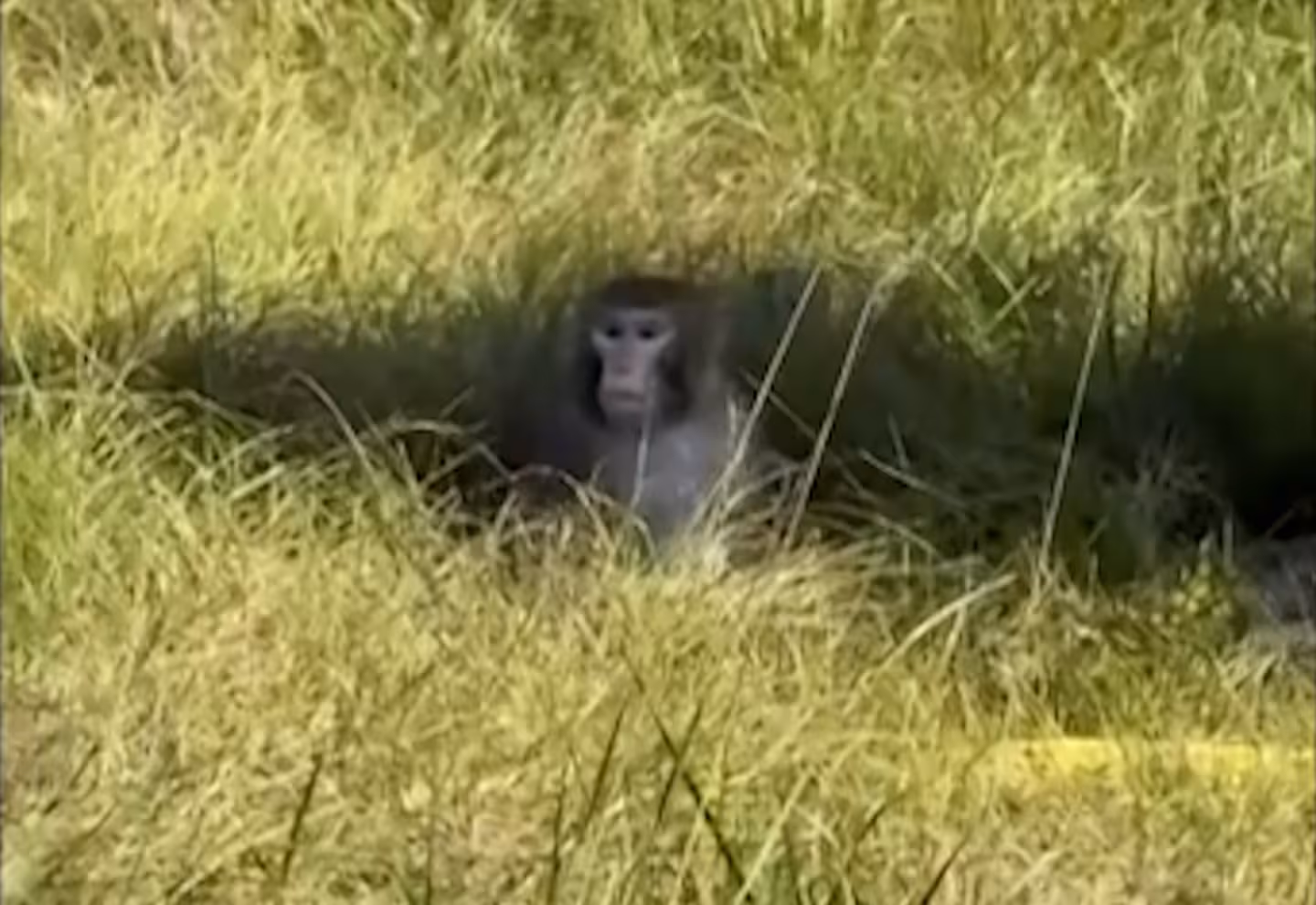 Featured image for Mississippi Truck Crash Releases Lab Monkeys, Three Still on the Loose