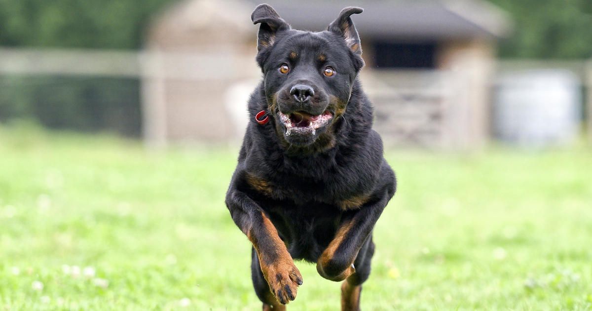 Featured image for "Top U.S. Cities for Dog Attacks on Postal Workers Revealed"