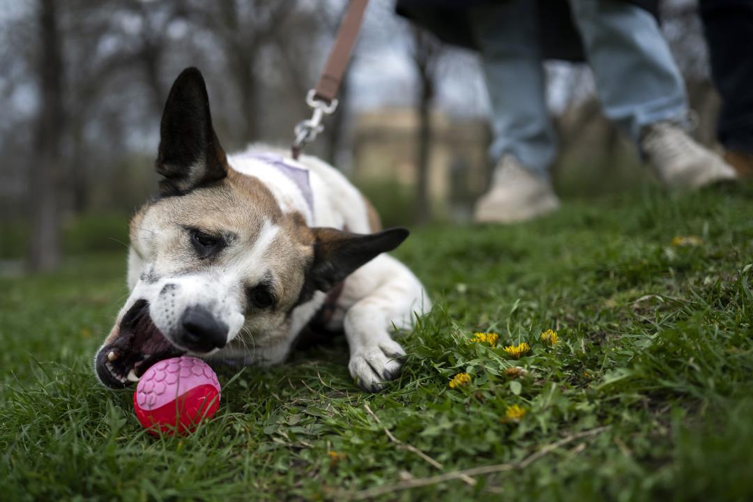 "Dogs' Mental Representation of Words: Understanding the Canine Mind"