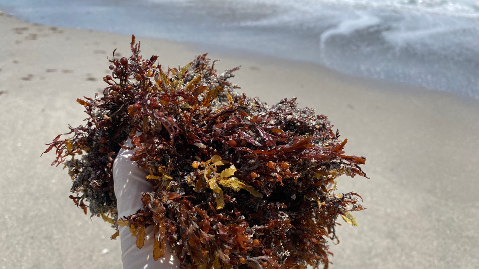 FAU study finds flesh-eating bacteria in Sargassum seaweed.