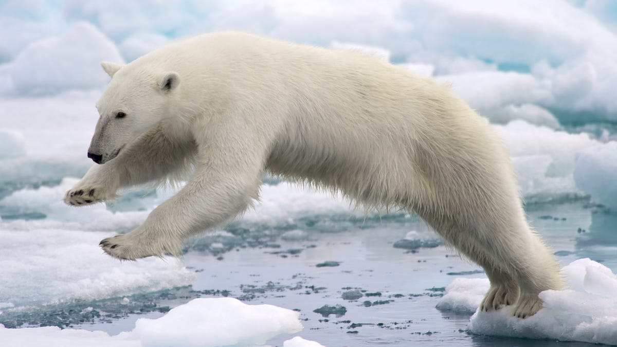 Polar Bear-Inspired Fabric Traps Sunlight for Warming Effect.
