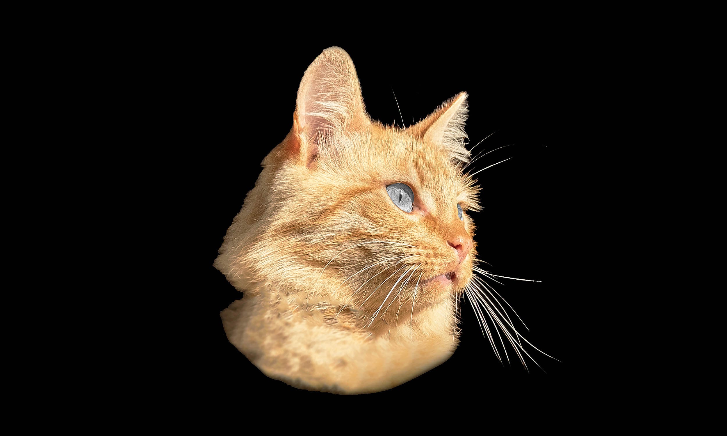 Featured image for Quantum Cat Sets New Record with 23-Minute Superposition