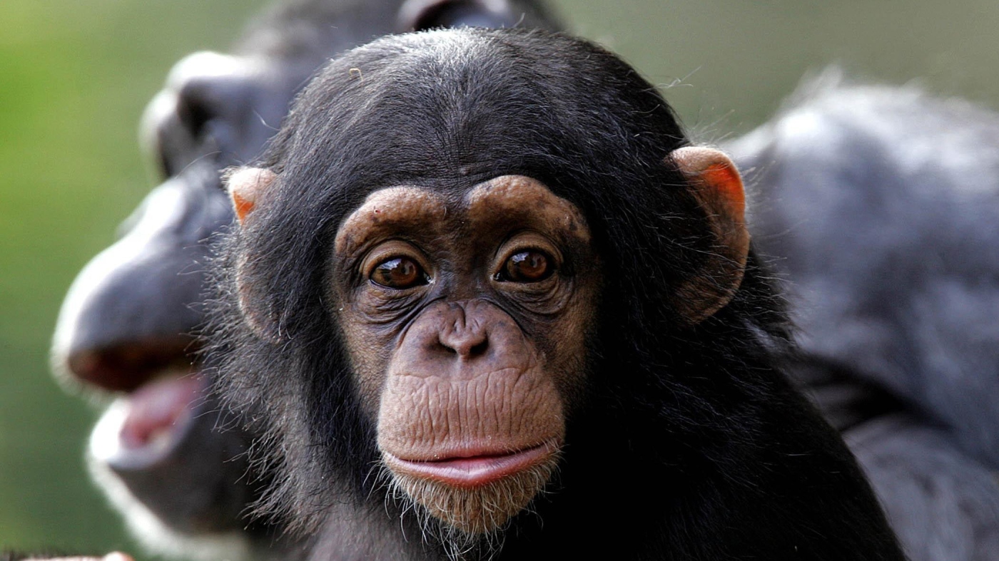 Featured image for Chimpanzee Communication Styles Learned from Mothers, Not Fathers