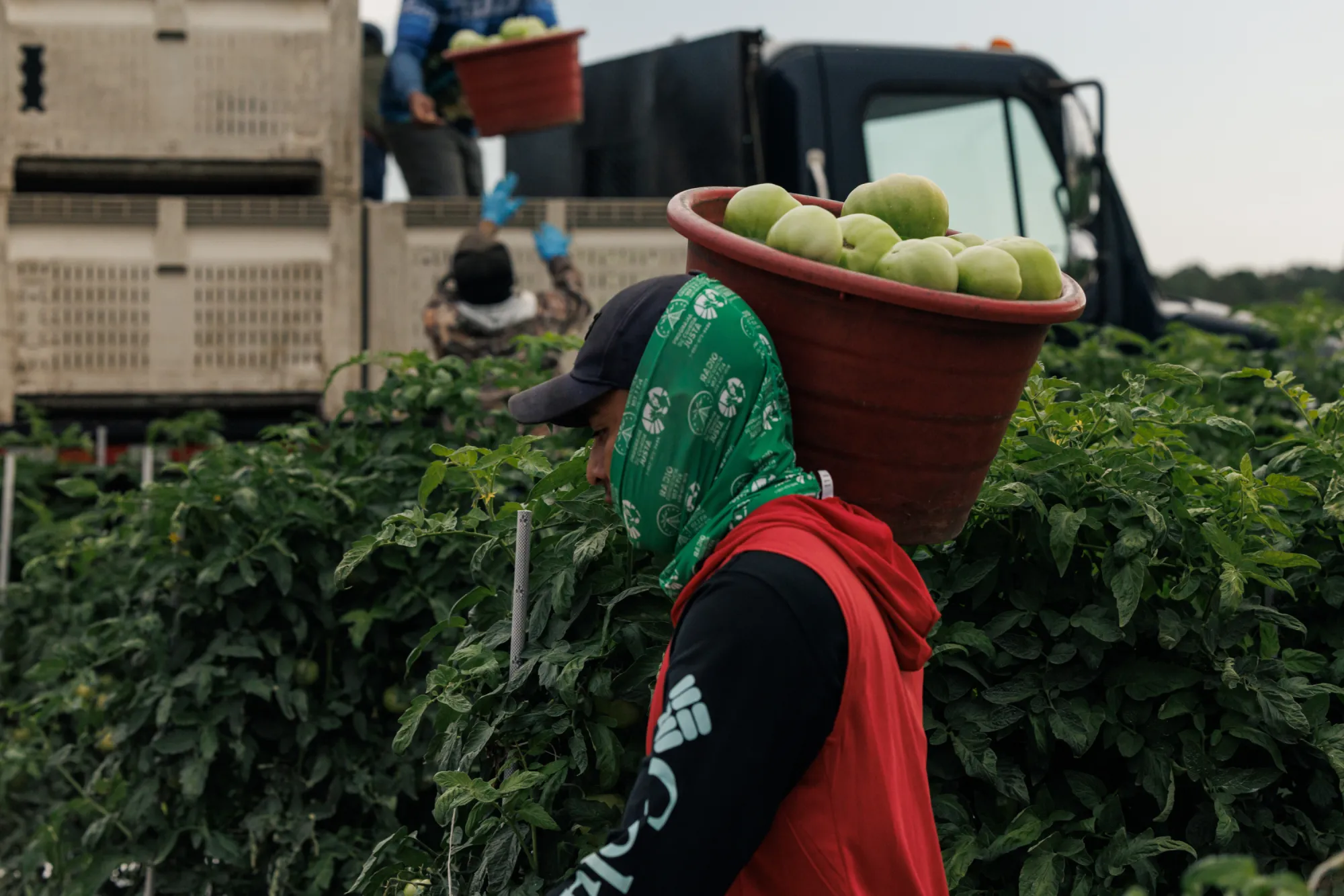 Featured image for Few Farms Join Program to Prevent Farmworker Exploitation