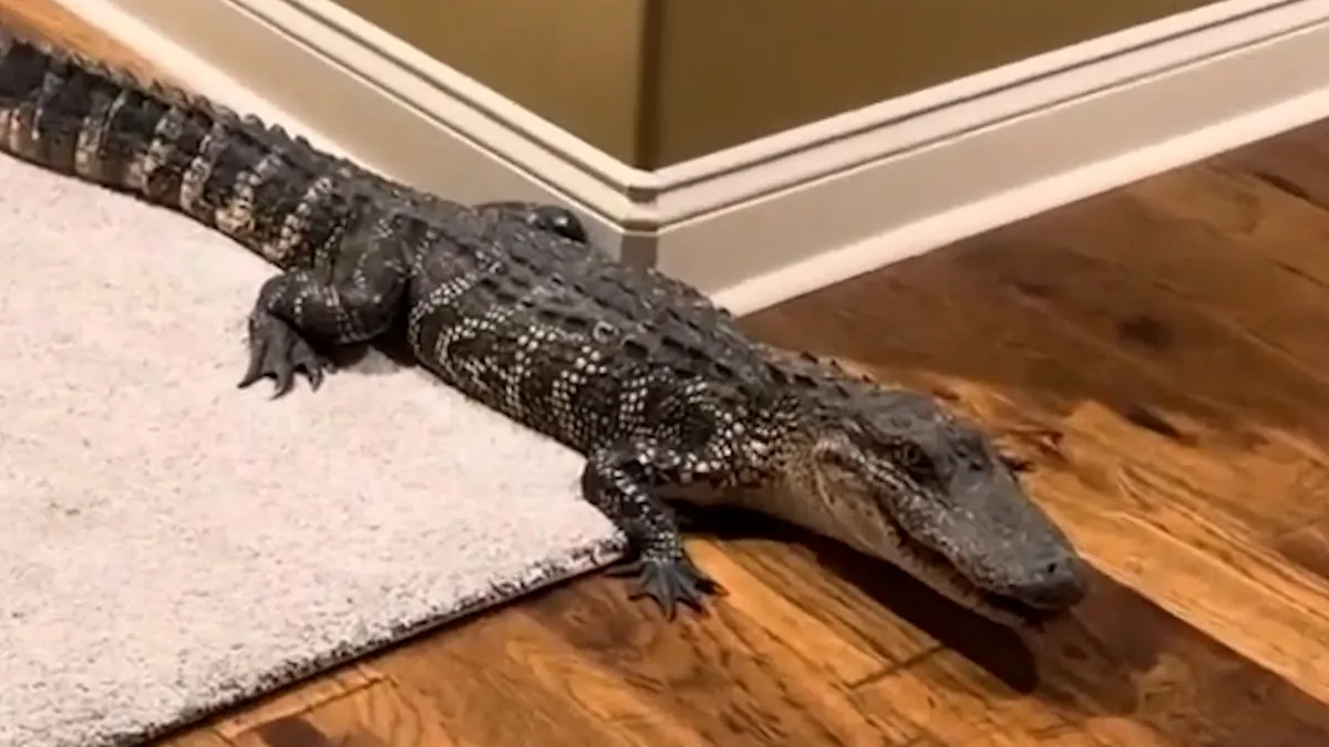 Uninvited Alligator Invades Louisiana Home Through Doggy Door
