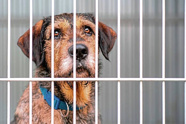 Featured image for Mysterious Dog Respiratory Illness Sparks Nationwide Concern