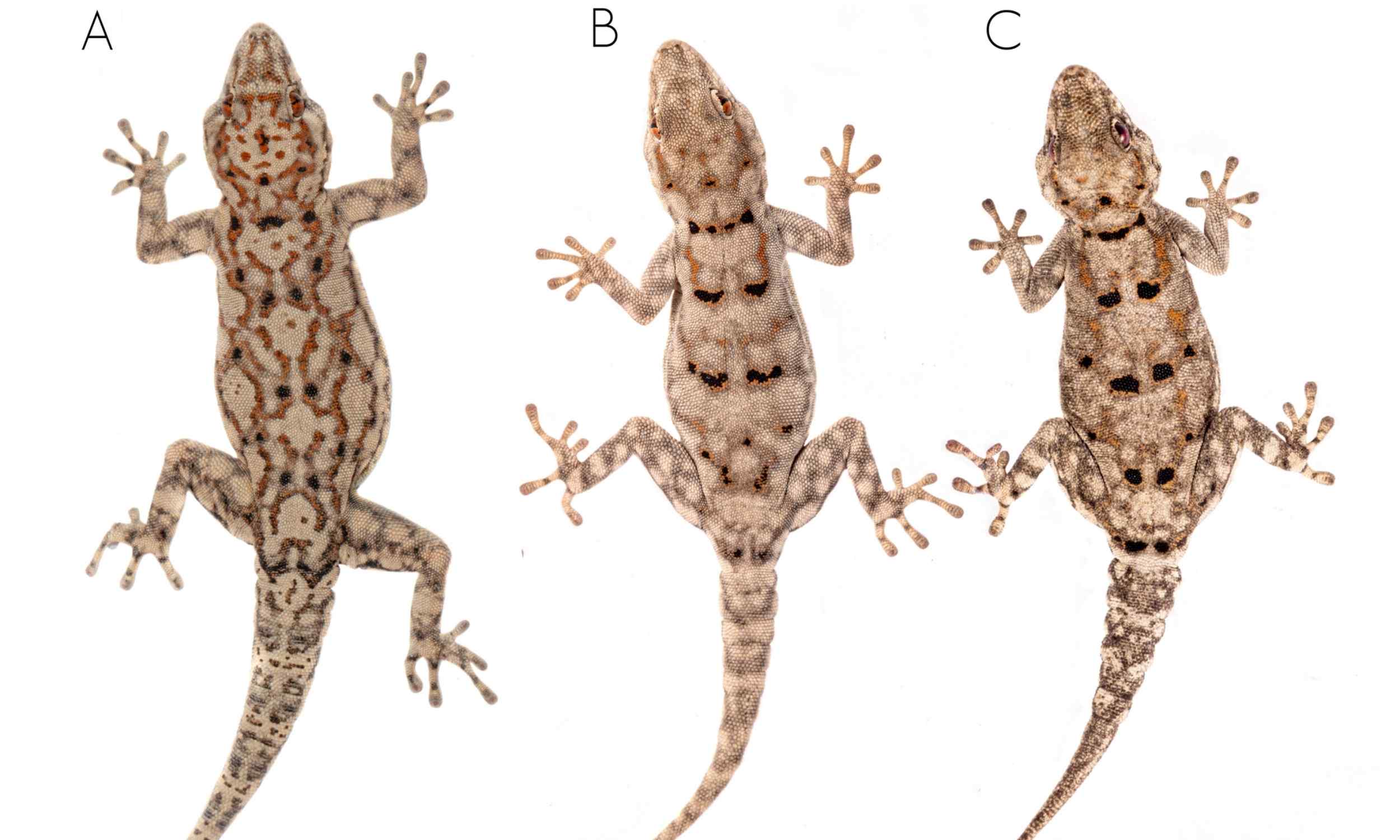 Featured image for Eight-Year Search Yields Three New Gecko Species