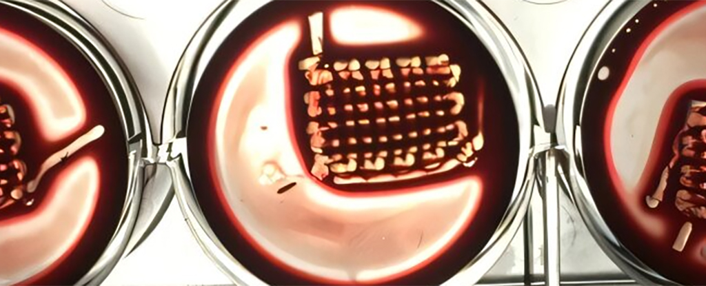 Blood-Based Living Material Promises Bone Repair