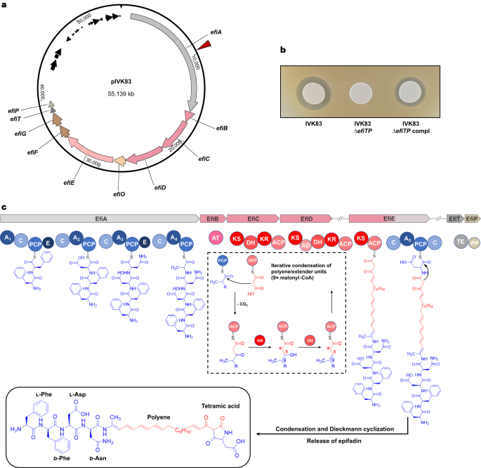 "Novel Nasal Antimicrobial Peptide Wipes Out Staphylococcus aureus"