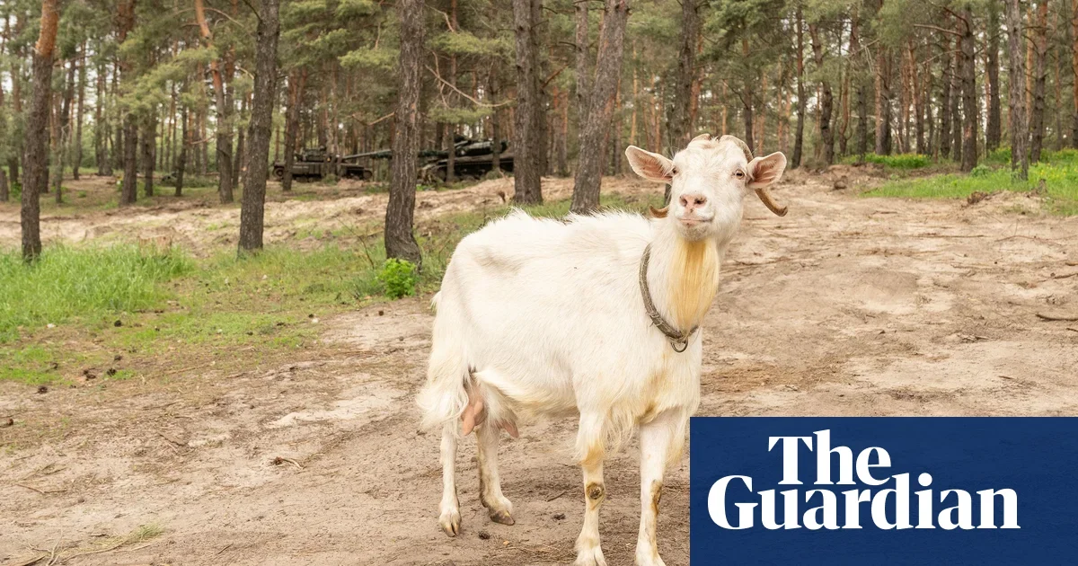 Police Respond to Cries for Help, Find Distressed Goat Instead.