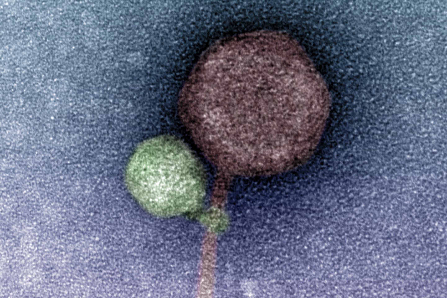 "Groundbreaking Discovery: Scientists Uncover Potential 'Vampire' Virus"