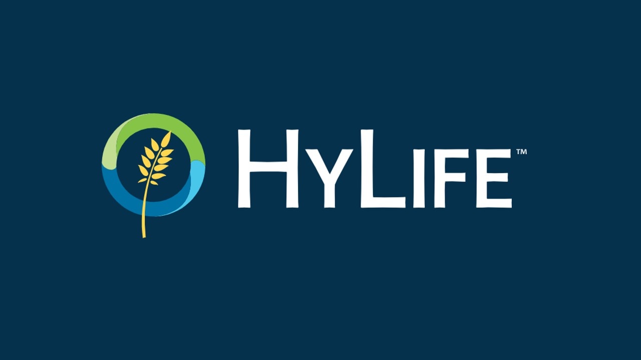 HyLife to Sell Windom Pork Plant, Resulting in 1000 Layoffs.