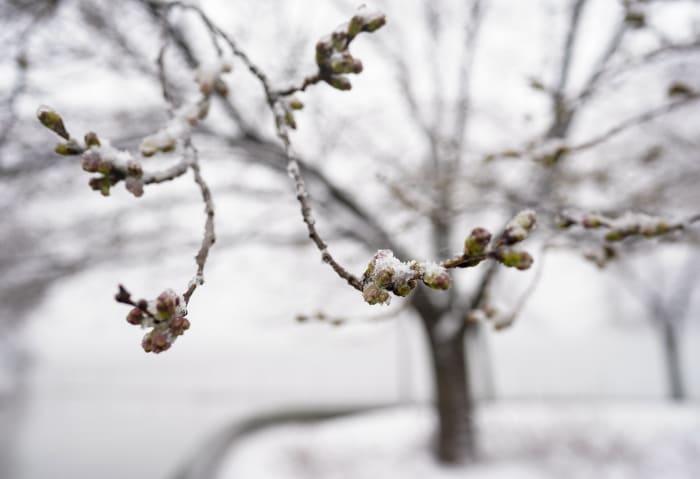 Featured image for "January 2024 Weather Brings Snow to West Michigan, Affecting New Year's Eve and Tourism"