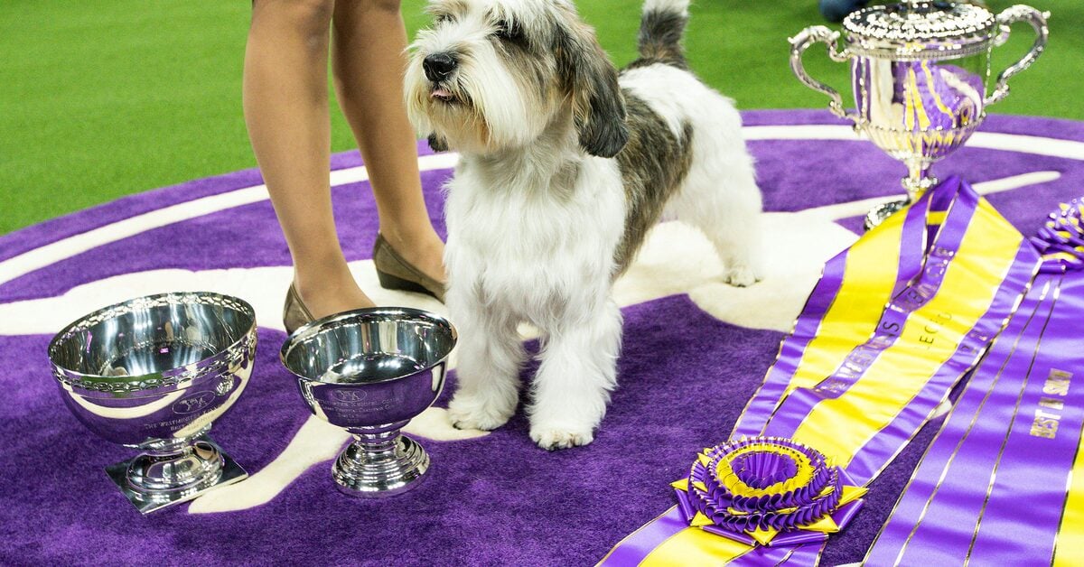 Featured image for Buddy Holly Makes History as First of Breed to Win Westminster Dog Show