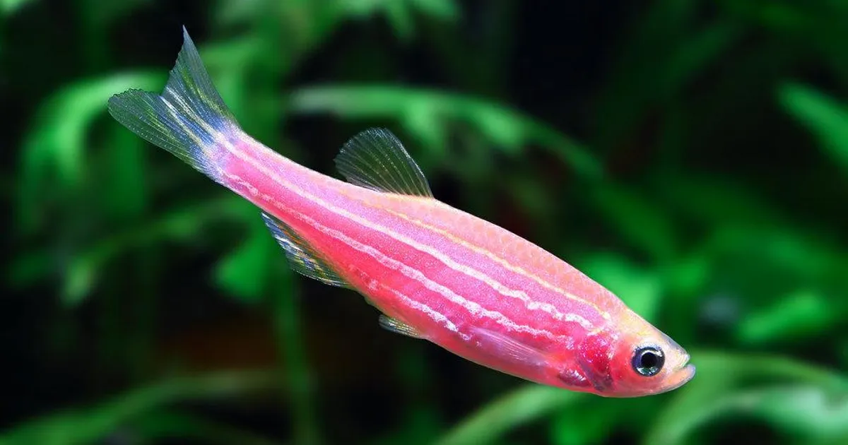 Featured image for Scientists Uncover How Fish Embryos Control Their Hatch Timing