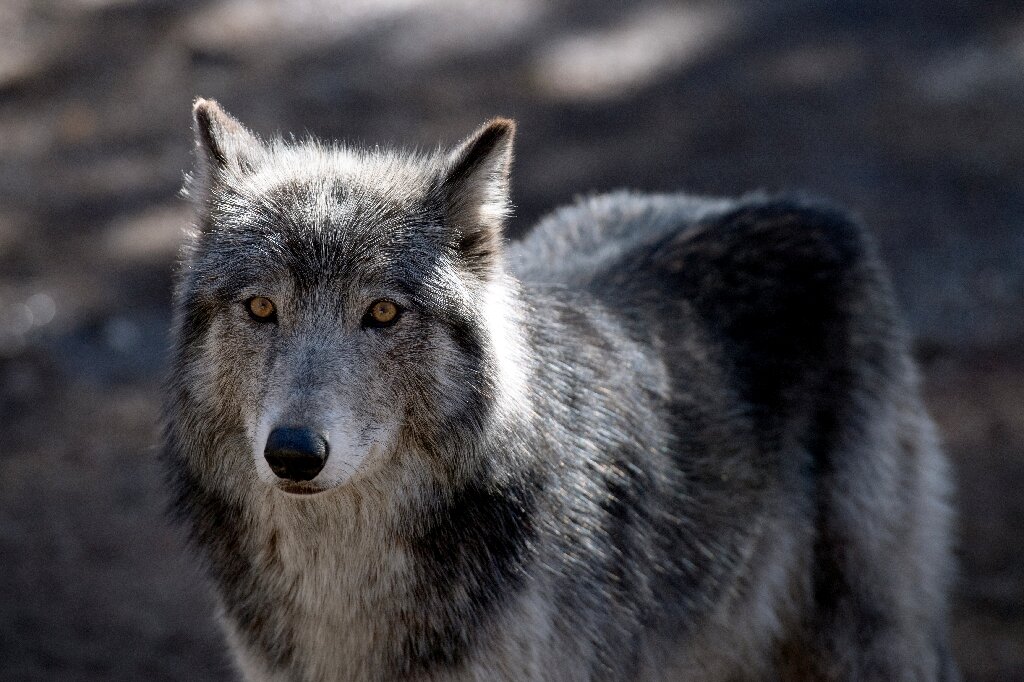 Wolves Can Recognize Familiar Human Voices, Study Shows.