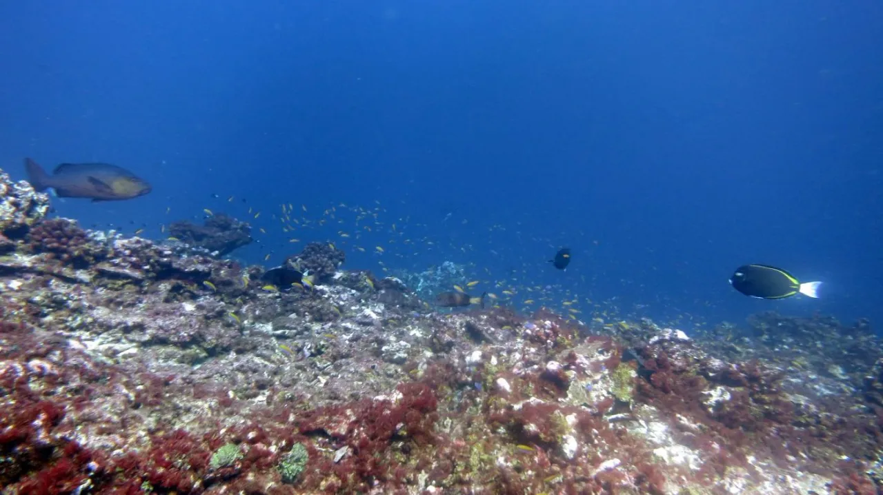 Featured image for Ocean Acidification Reaches Critical Threshold, Endangering Marine Ecosystems