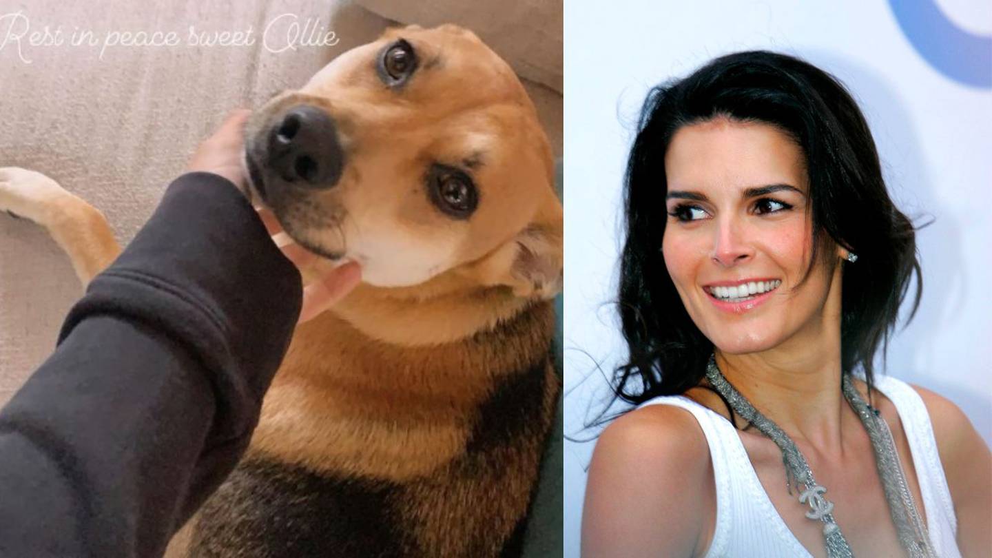 Featured image for "Actress Angie Harmon's Dog Fatally Shot by Instacart Shopper at Charlotte Home"