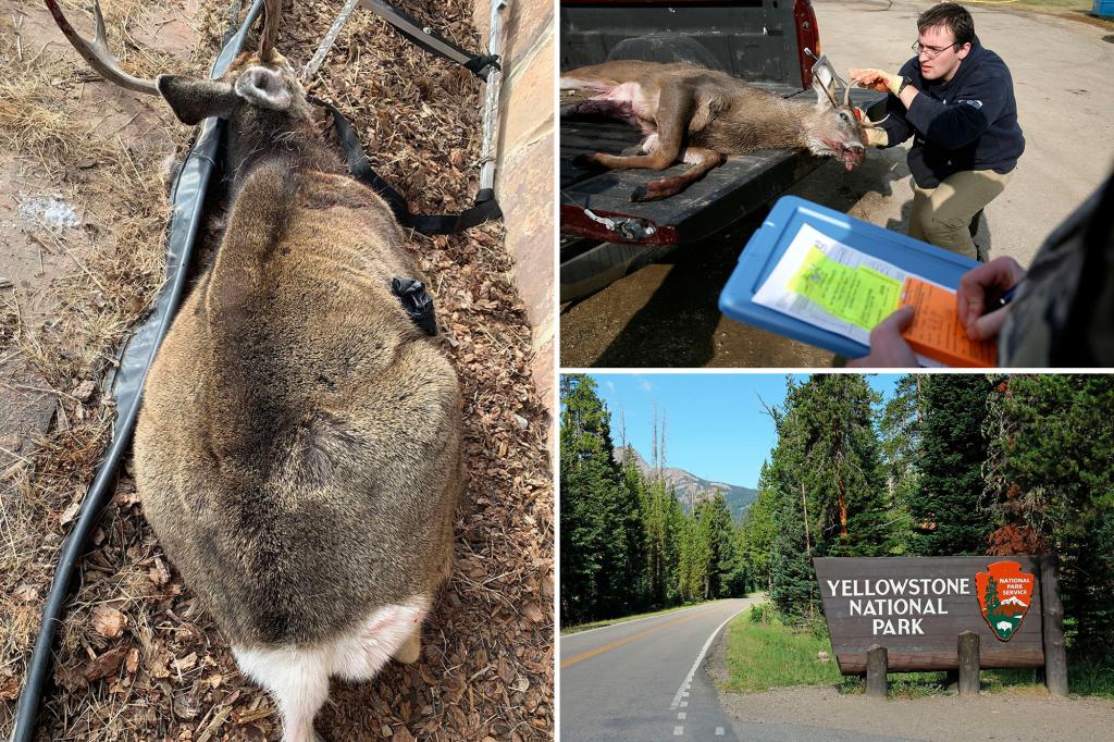 'Zombie' Deer Disease Spreads to Yellowstone National Park, Officials Issue Warning
