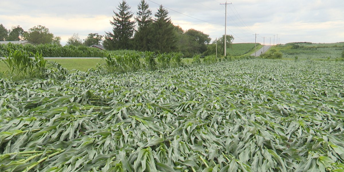 Devastating Storm Levels Jefferson County Corn Fields