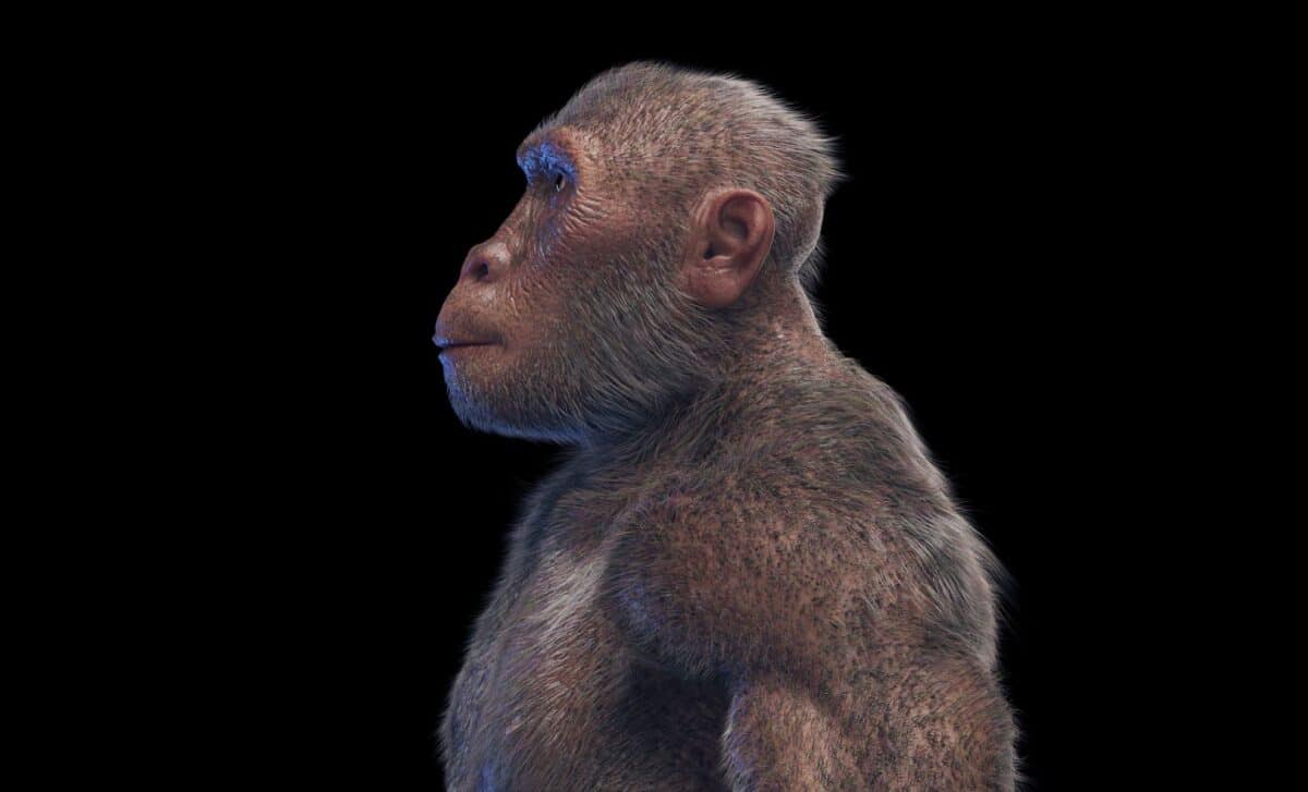 Featured image for Ancient Fossils Uncover Gorilla Traits and Human Evolution Insights