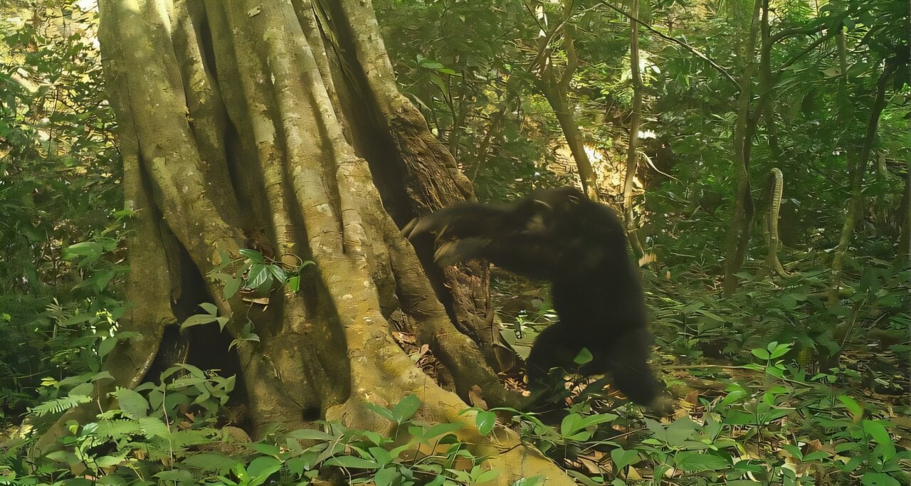 Featured image for Chimpanzees Use Tree-Strike Sounds for Communication